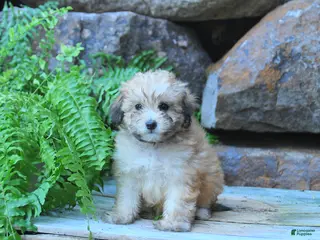 Mini Goldendoodle dogs Kylie - Ad 36