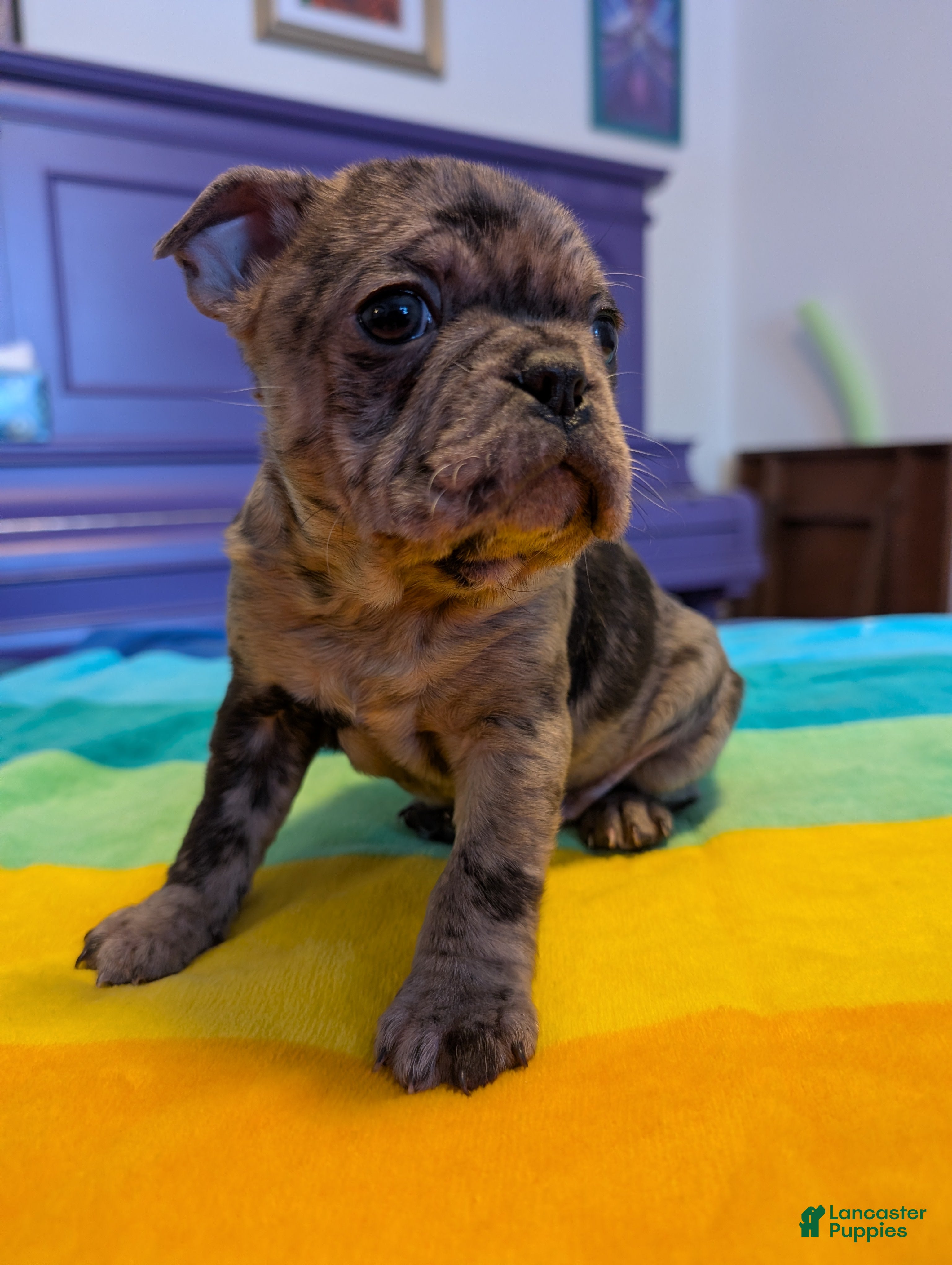 Frenchton dogs Petey - Ad 33