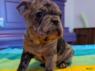 Frenchton dogs Petey - Ad 37