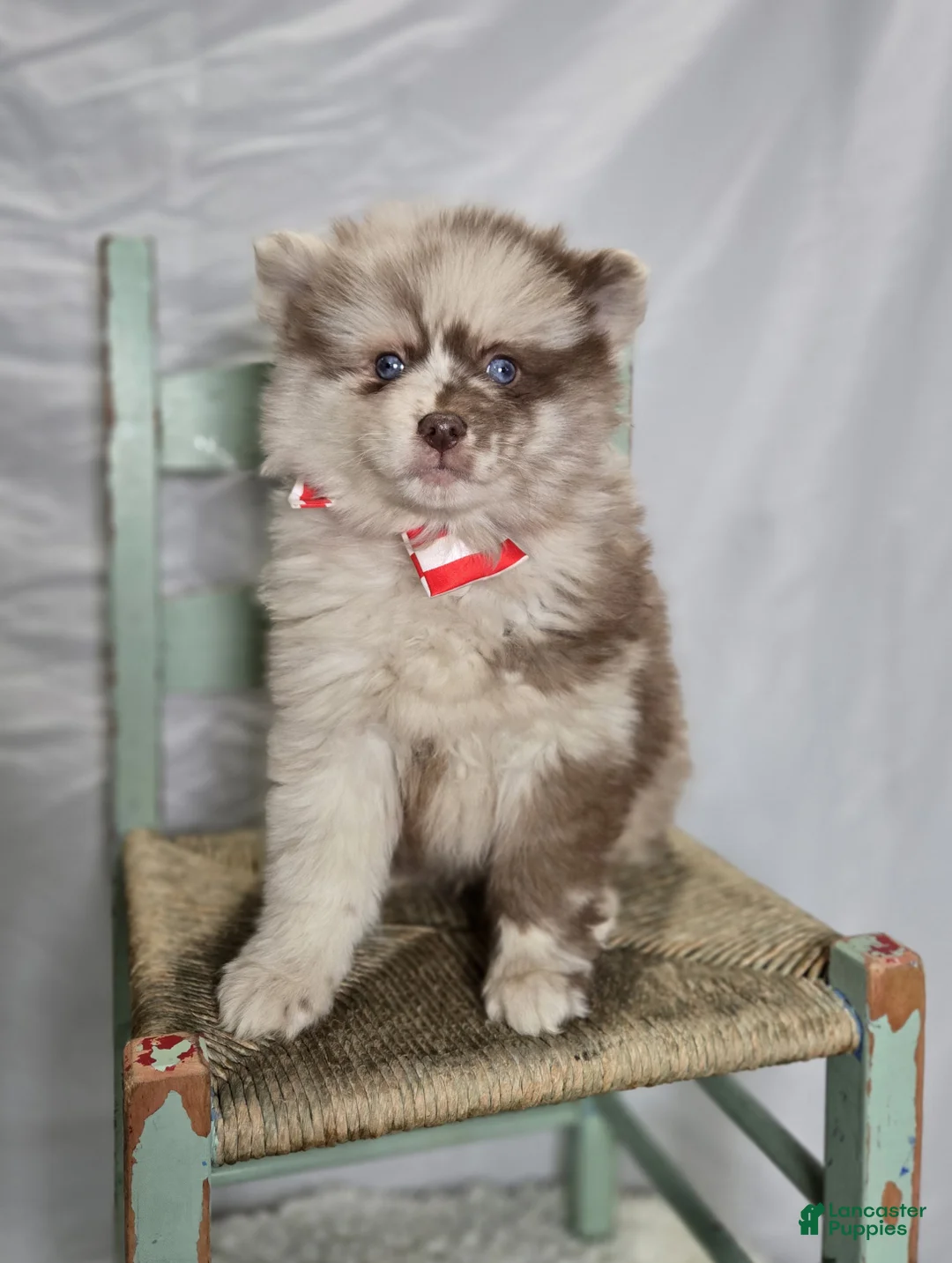 Pomsky dogs for sale: Solly - Ad 5