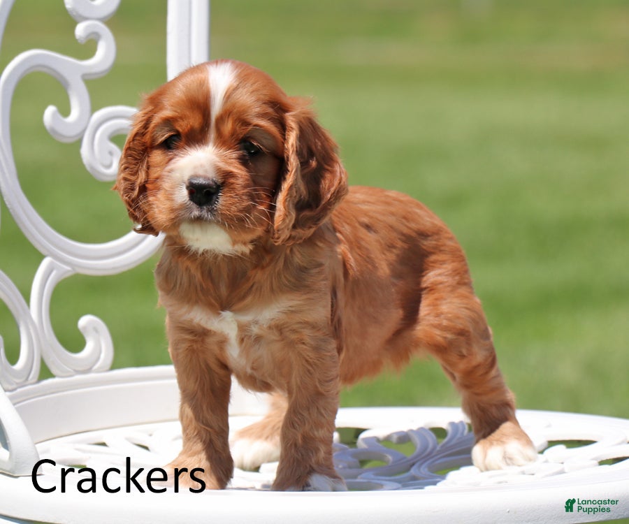 Cockalier dogs Crackers - Ad 2