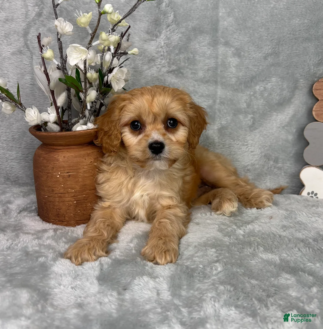 Cavapoo dogs for sale: Ross - Ad 5