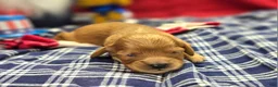Cavapoo dogs for sale: Beau - Ad 4