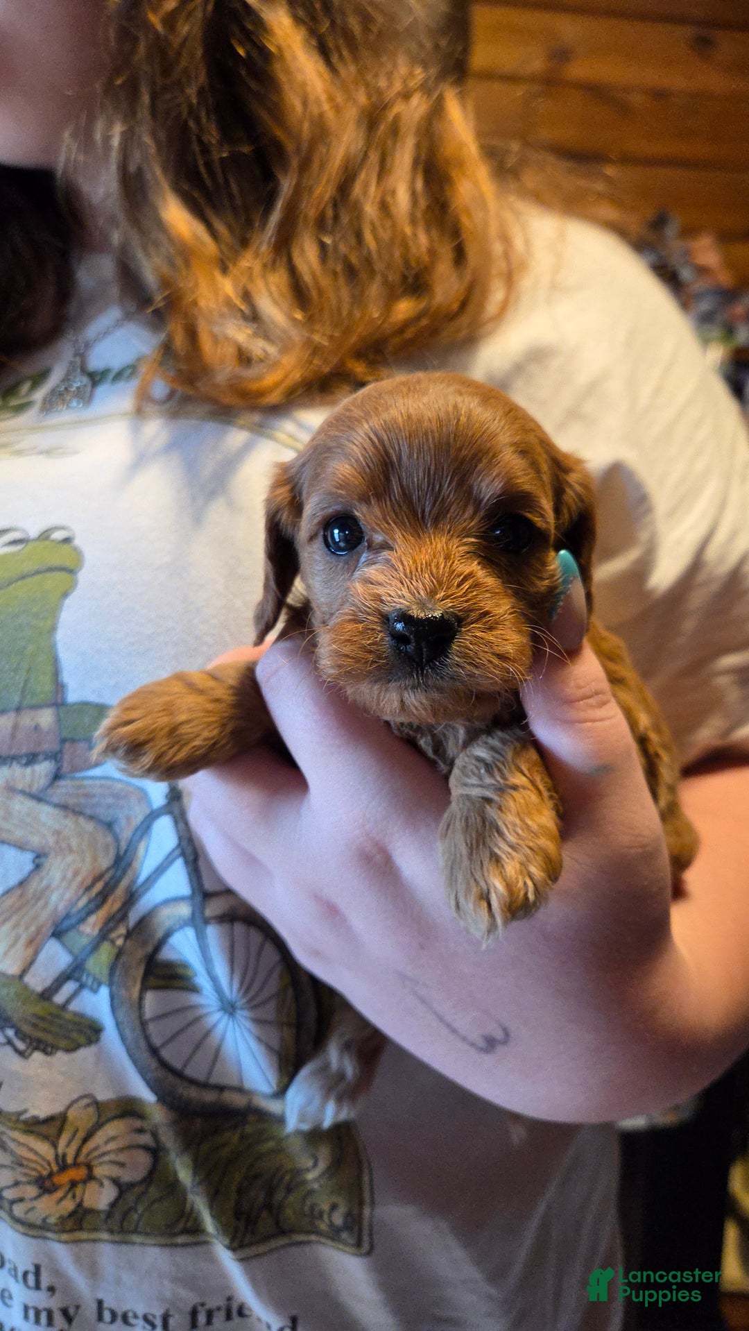 Cavapoo dogs for sale: Navaeh - Ad 9