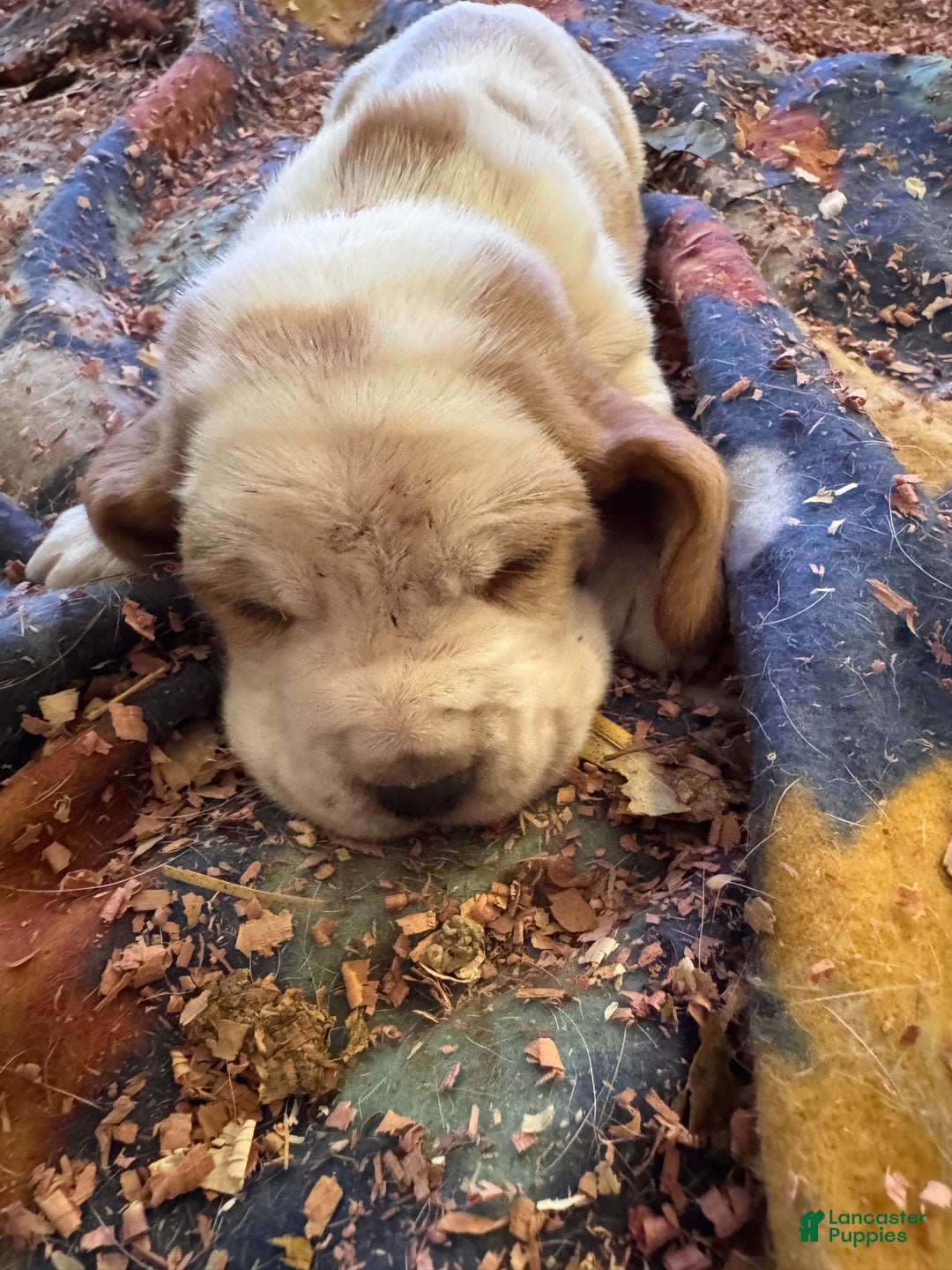 Basset Hound dogs for sale: Basset Hound Puppy 2 - Ad 2