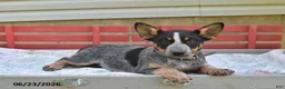 Australian Cattle Dog dogs for sale: Leo - Ad 5