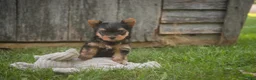 Yorkshire Terrier dogs for sale: Stephan Yorkshire Terrier  - Ad 5