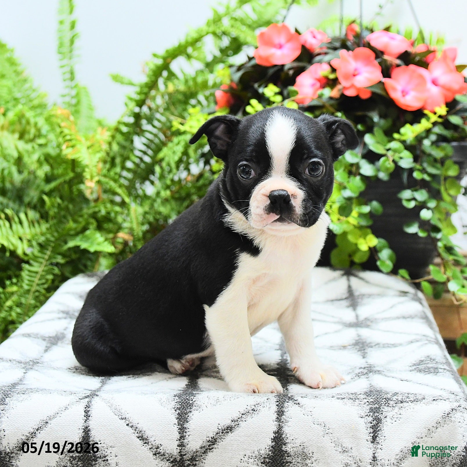 Boston Terrier dogs Lisa - Ad 1