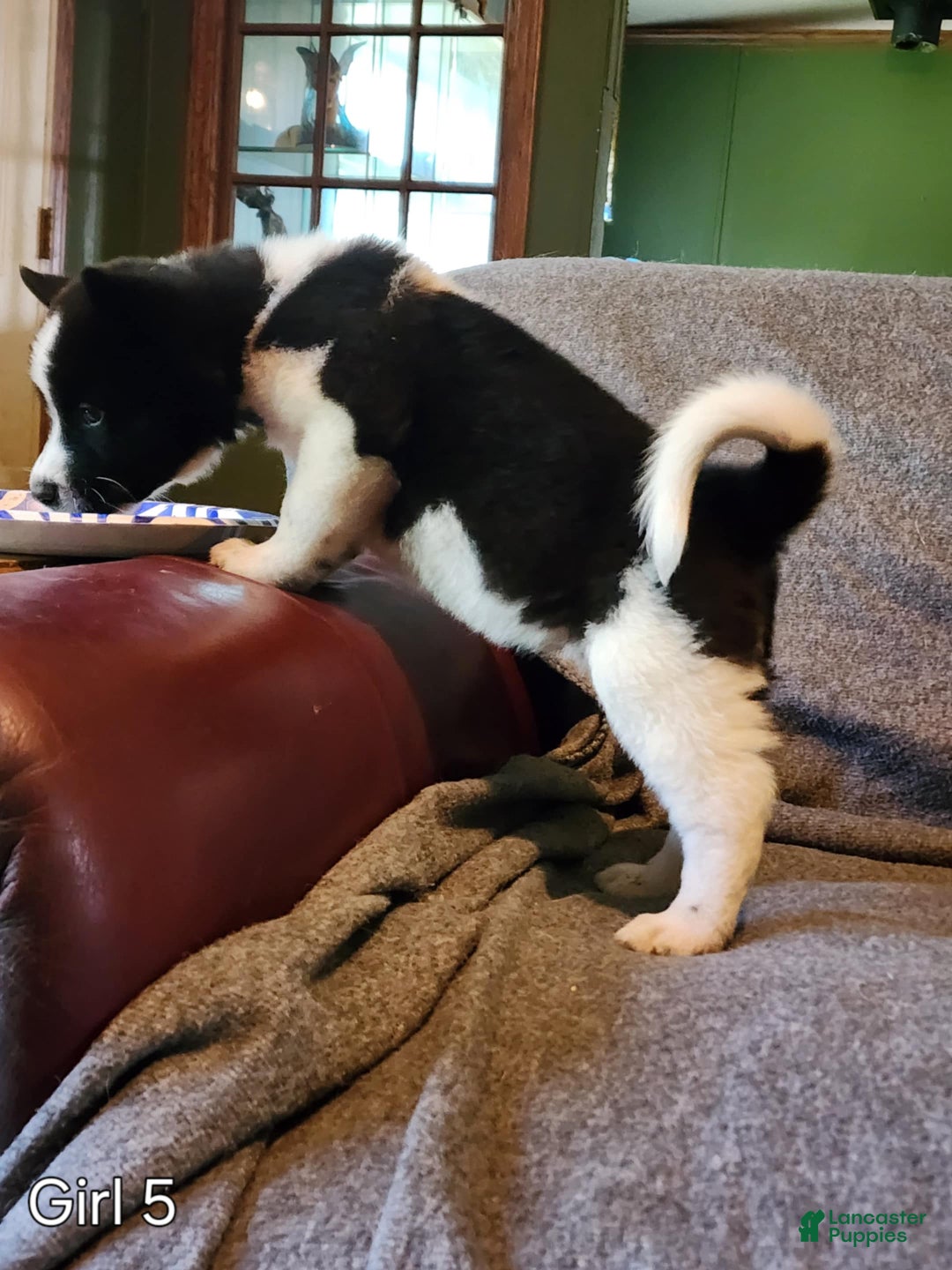 Akita dogs for sale: Akita Puppy Girl 5 - Ad 5