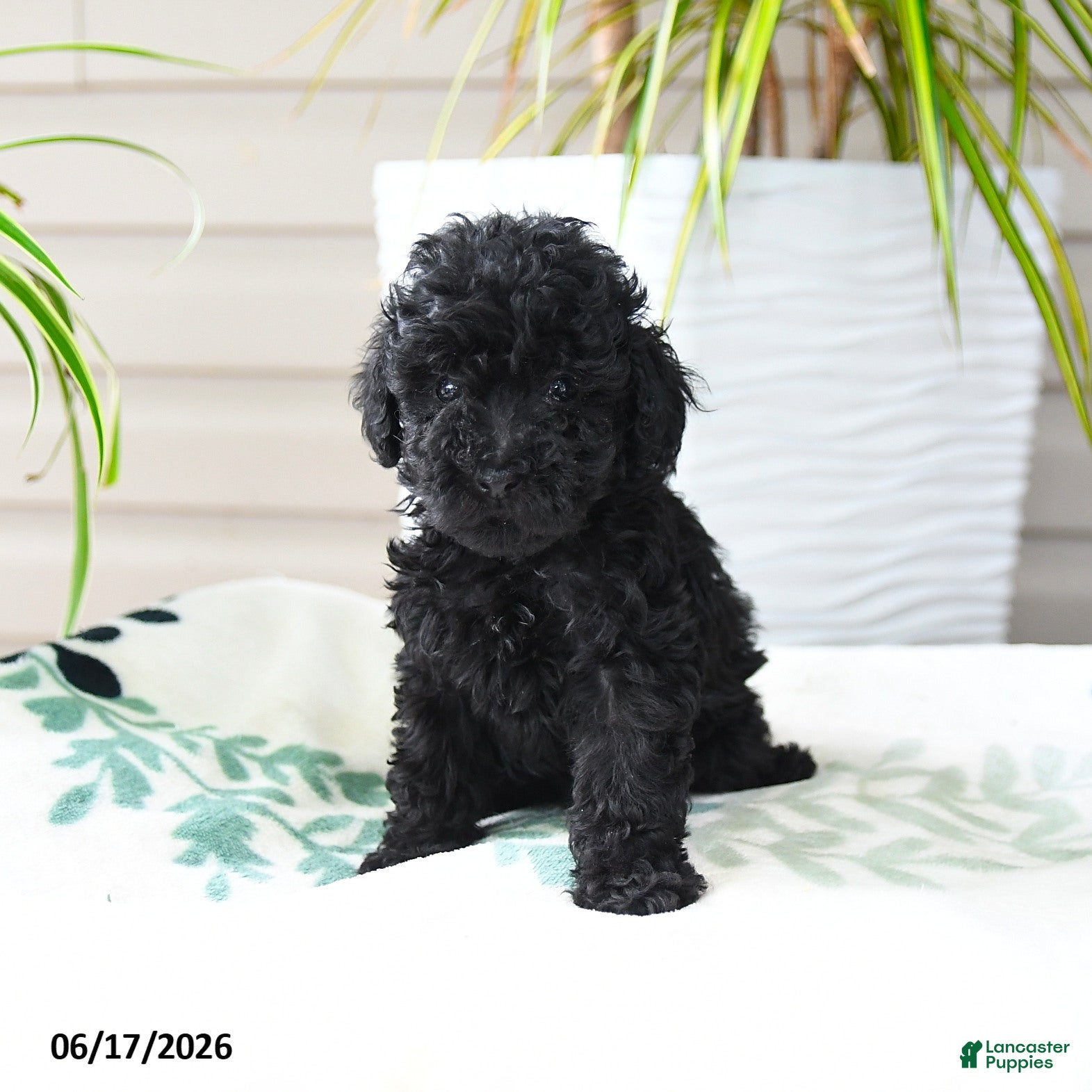 Toy Poodle dogs Brody - Ad 1