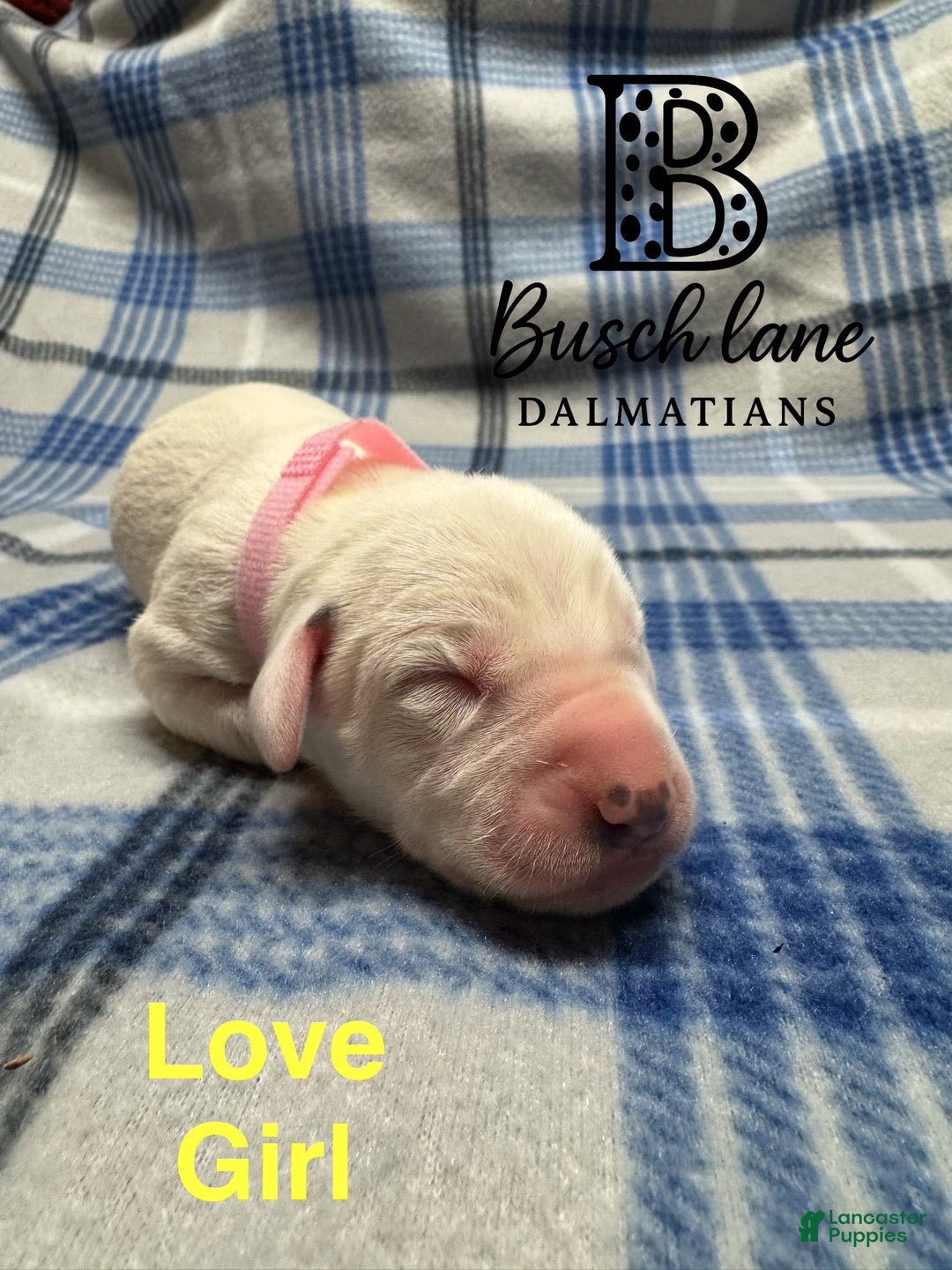 Dalmatian dogs for sale: Love  - Ad 2