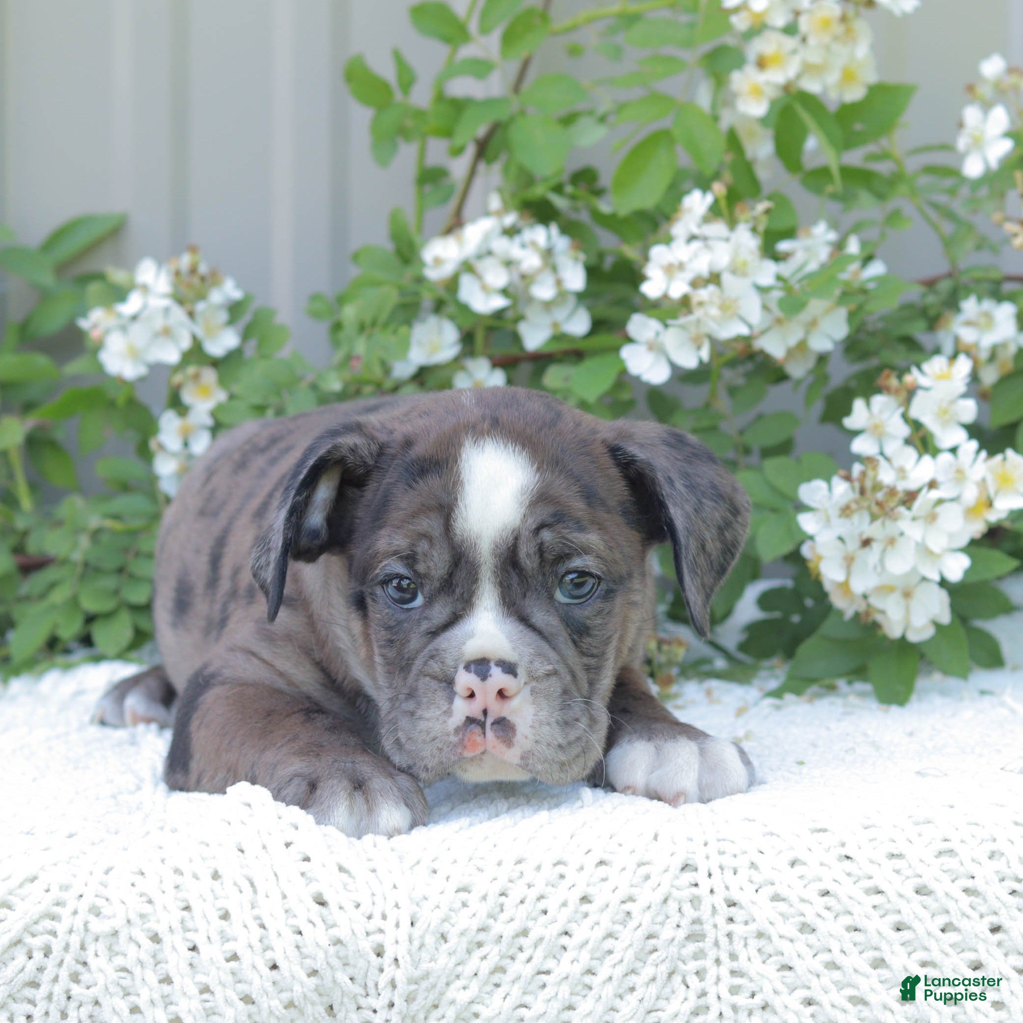 English Bulldog dogs Jaxon - Ad 2