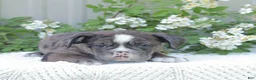 English Bulldog dogs for sale: Jaxon - Ad 2