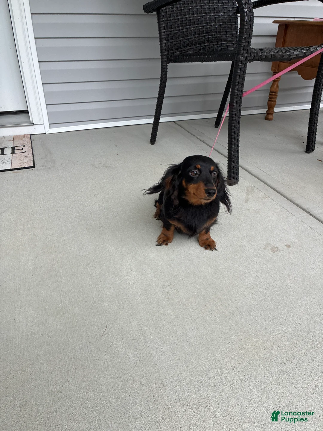 Miniature Dachshund dogs for sale: Cindy - Ad 4