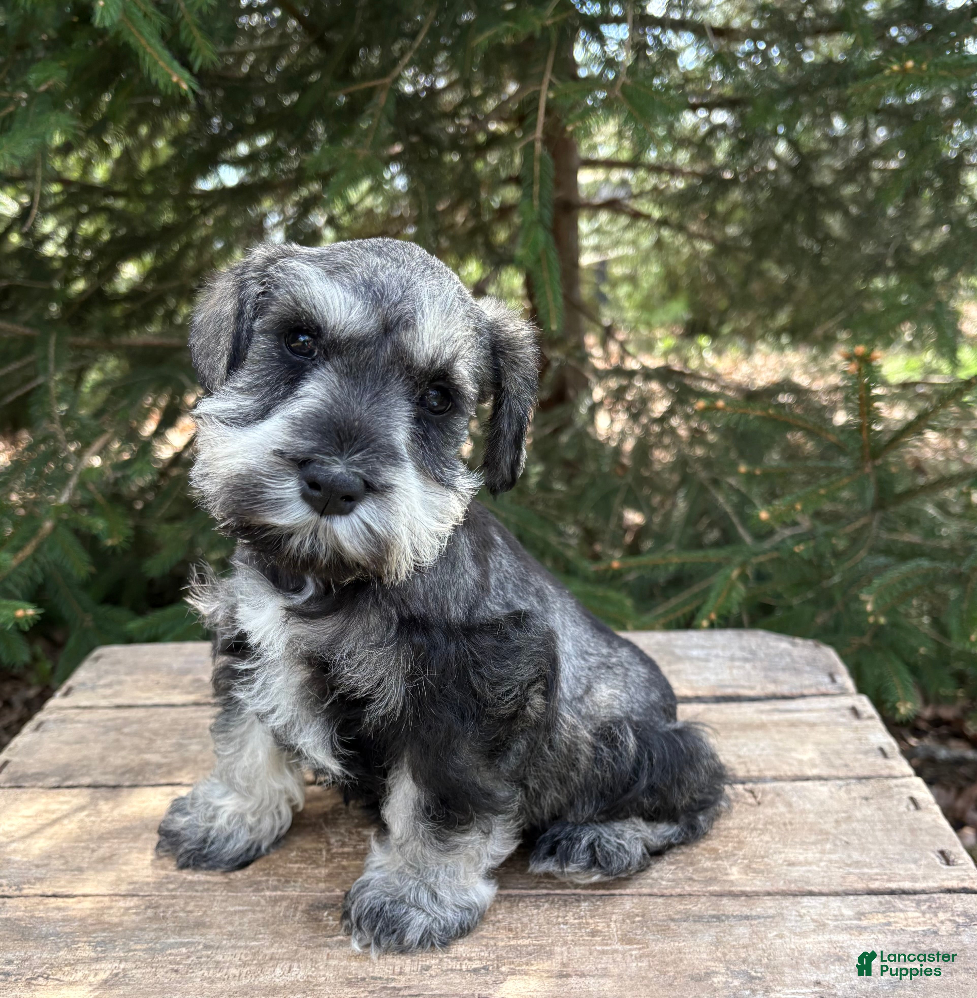 Miniature Schnauzer dogs Lacey - Ad 2