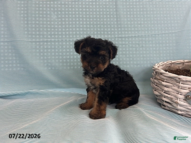 Yorkiepoo dogs for sale: Laser - Ad 1