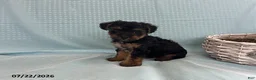 Yorkiepoo dogs for sale: Laser - Ad 1