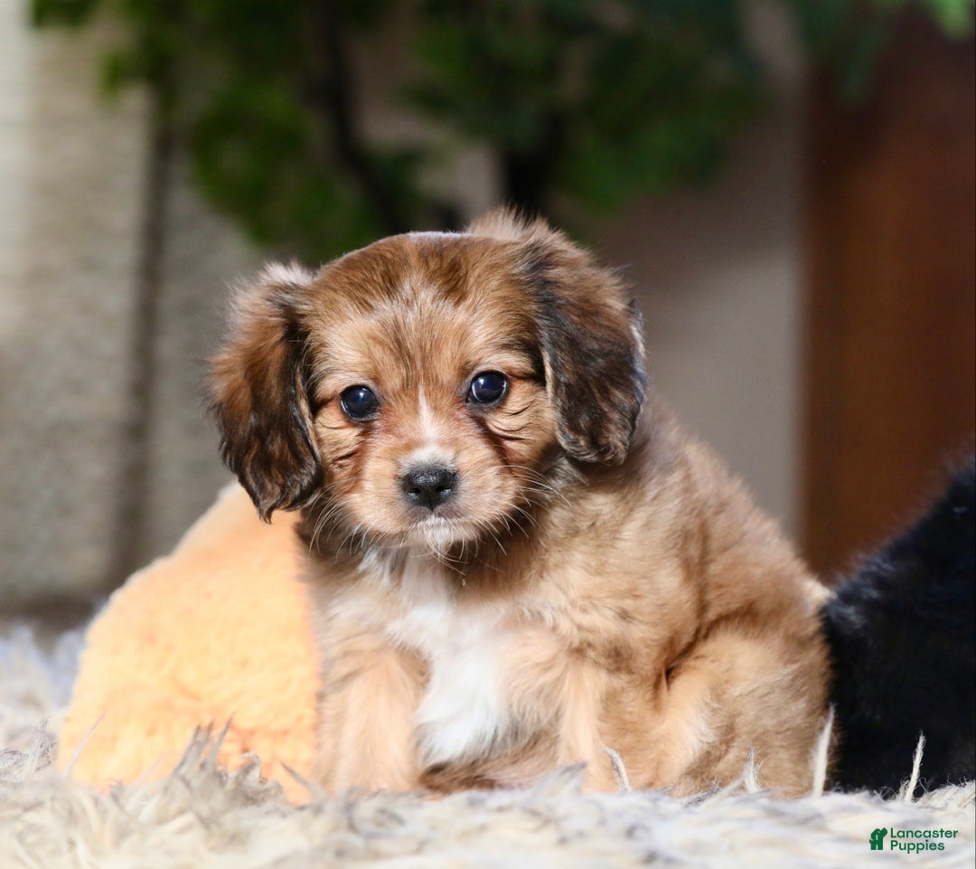 Mixed Breed dogs for sale: Cavalon Sparkle - Ad 11