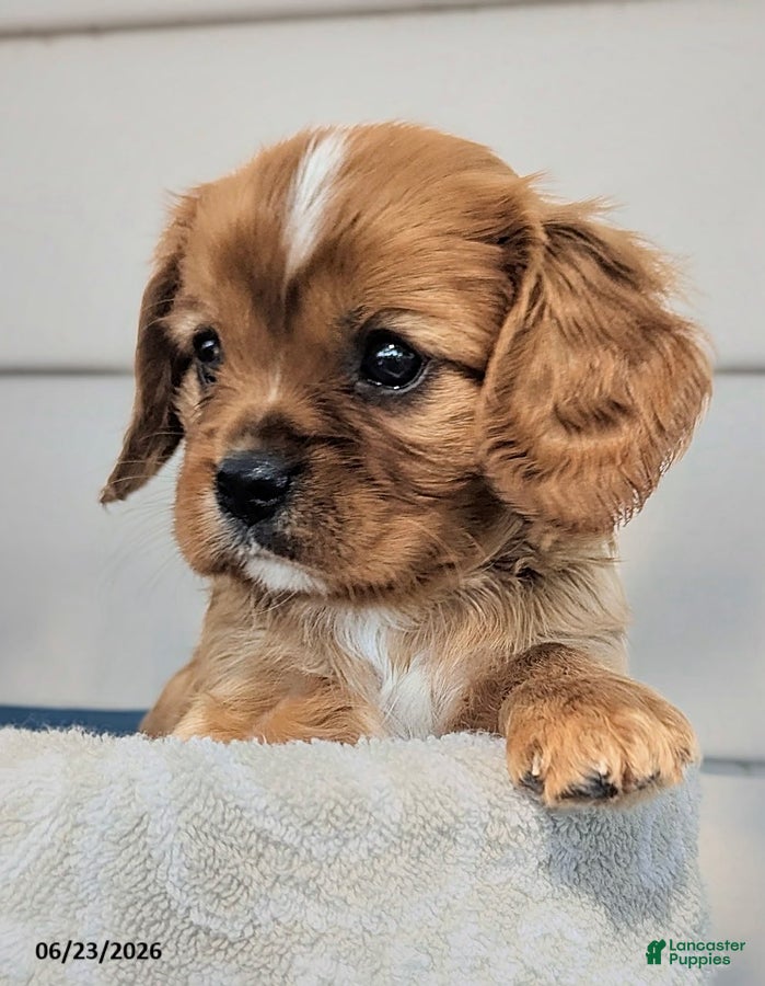 Cavalier King Charles Spaniel dogs Frisky - Ad 2