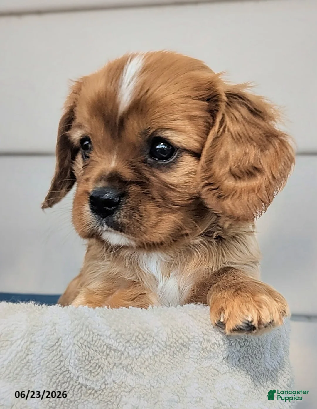 Cavalier King Charles Spaniel dogs for sale: Frisky - Ad 2