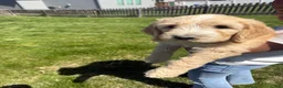 Goldendoodle dogs for sale: Goldendoodle Blue Puppy  - Ad 2