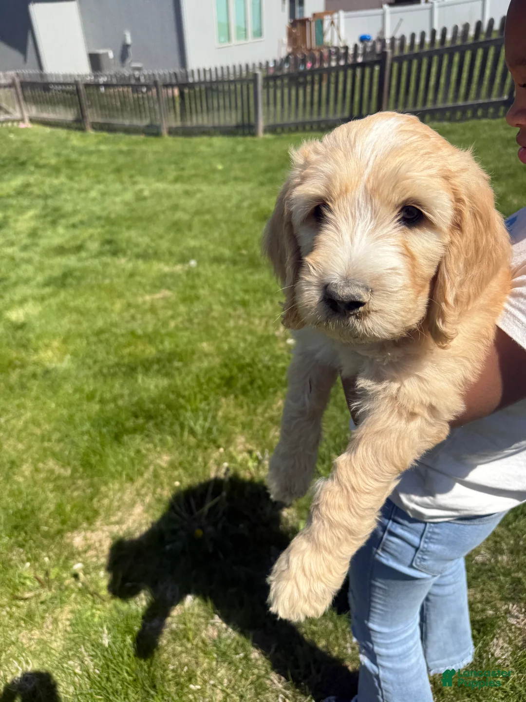 Goldendoodle dogs for sale: Goldendoodle Blue Puppy  - Ad 2