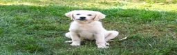 Golden Retriever dogs for sale: Twinkle - Ad 4