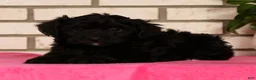Yorkiepoo dogs for sale: Eden - Ad 1