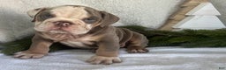 English Bulldog dogs for sale: Gibson - Ad 1
