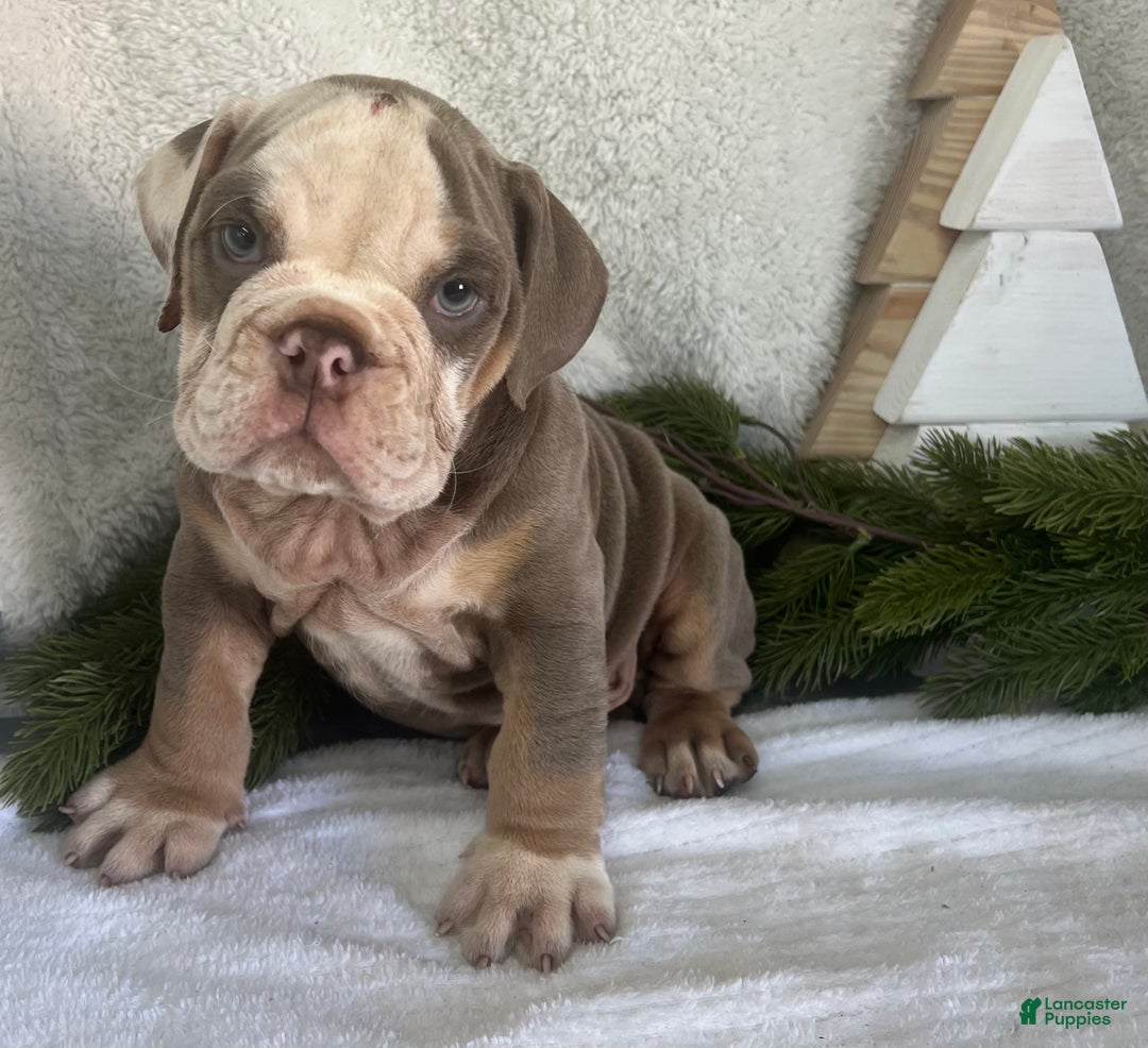 English Bulldog dogs for sale: Gibson - Ad 1