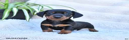 Miniature Dachshund dogs for sale: Rocky - Ad 1