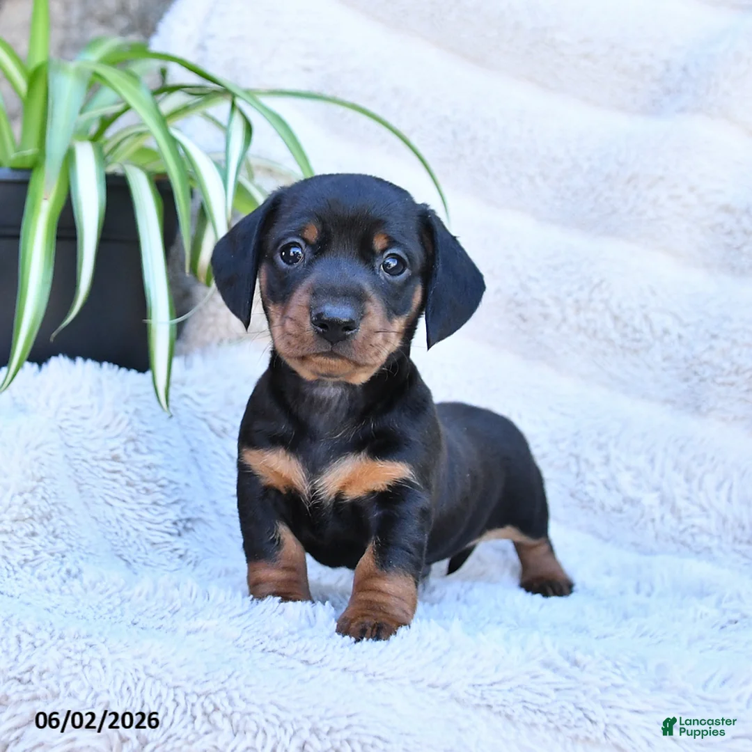 Miniature Dachshund dogs for sale: Rocky - Ad 1
