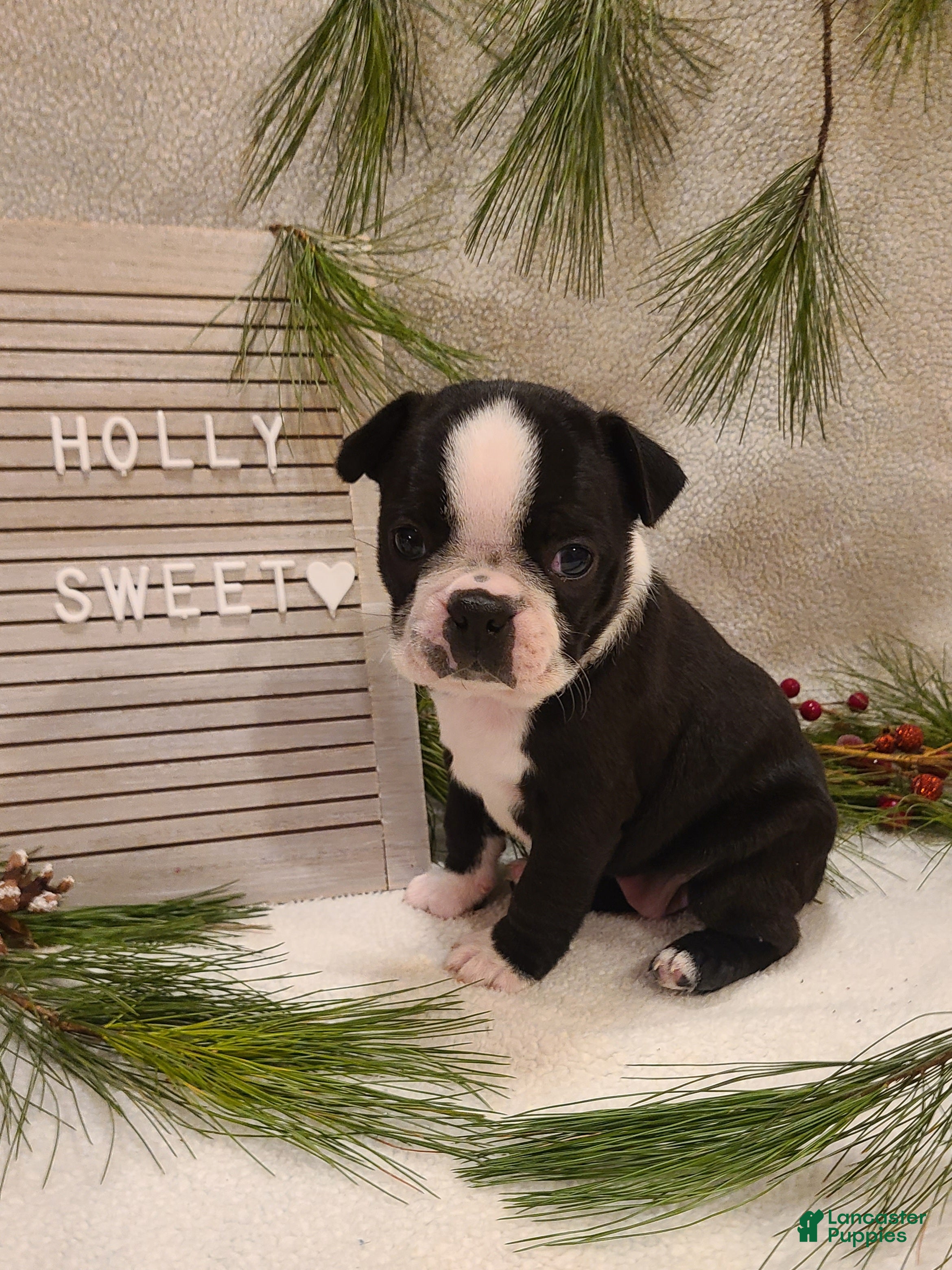 Boston Terrier dogs Holly - Ad 42