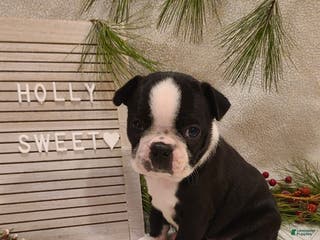 Boston Terrier dogs Holly - Ad 27