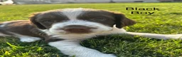 Mixed Breed dogs for sale: Mixed Breed 6 - Ad 1