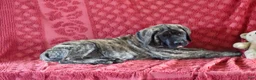 English Mastiff dogs for sale: Tammy - Ad 3
