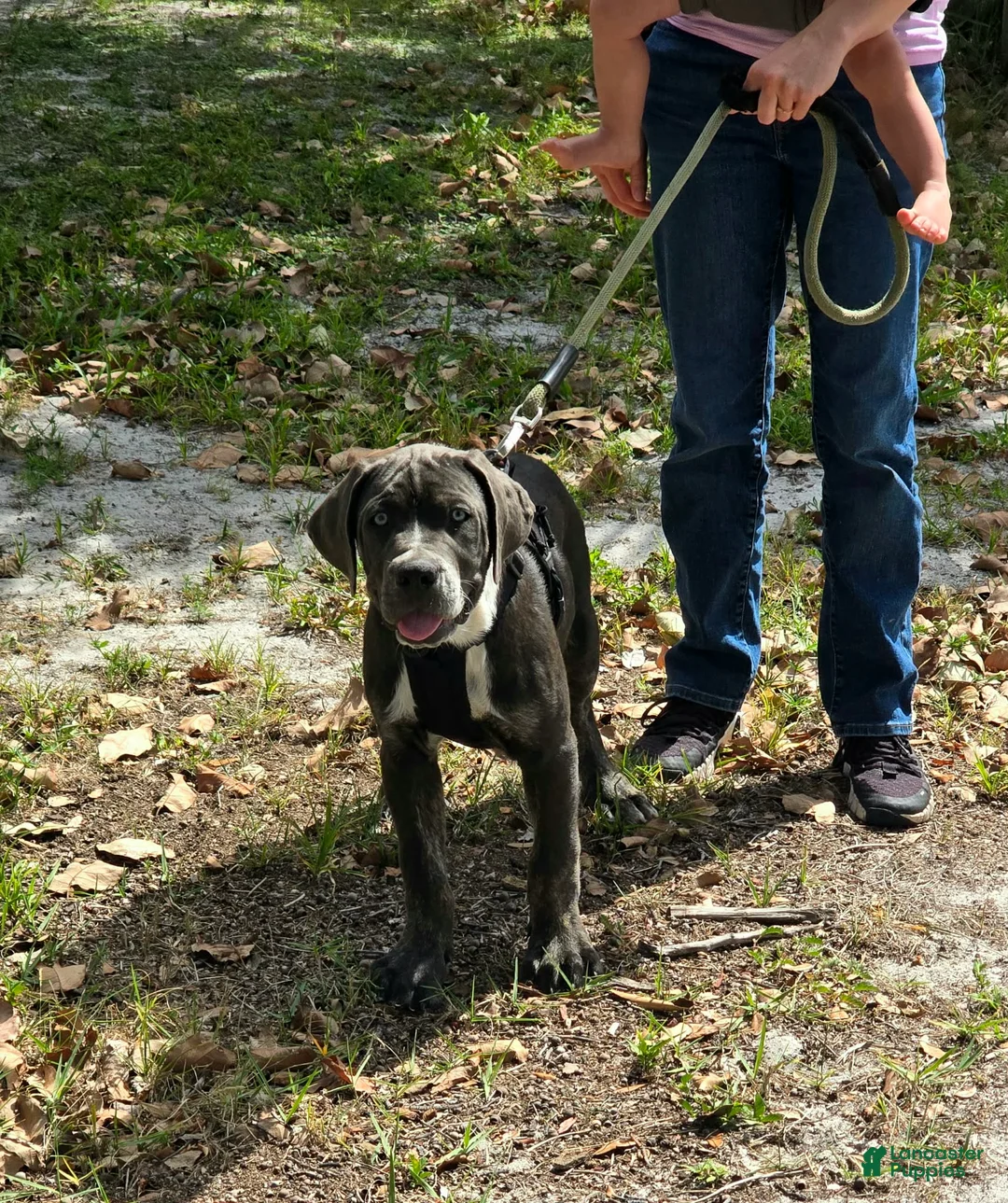 Cane Corso dogs for sale: Bandit - Ad 1