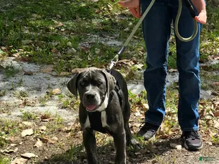 Cane Corso dogs for sale: Bandit - Ad 2