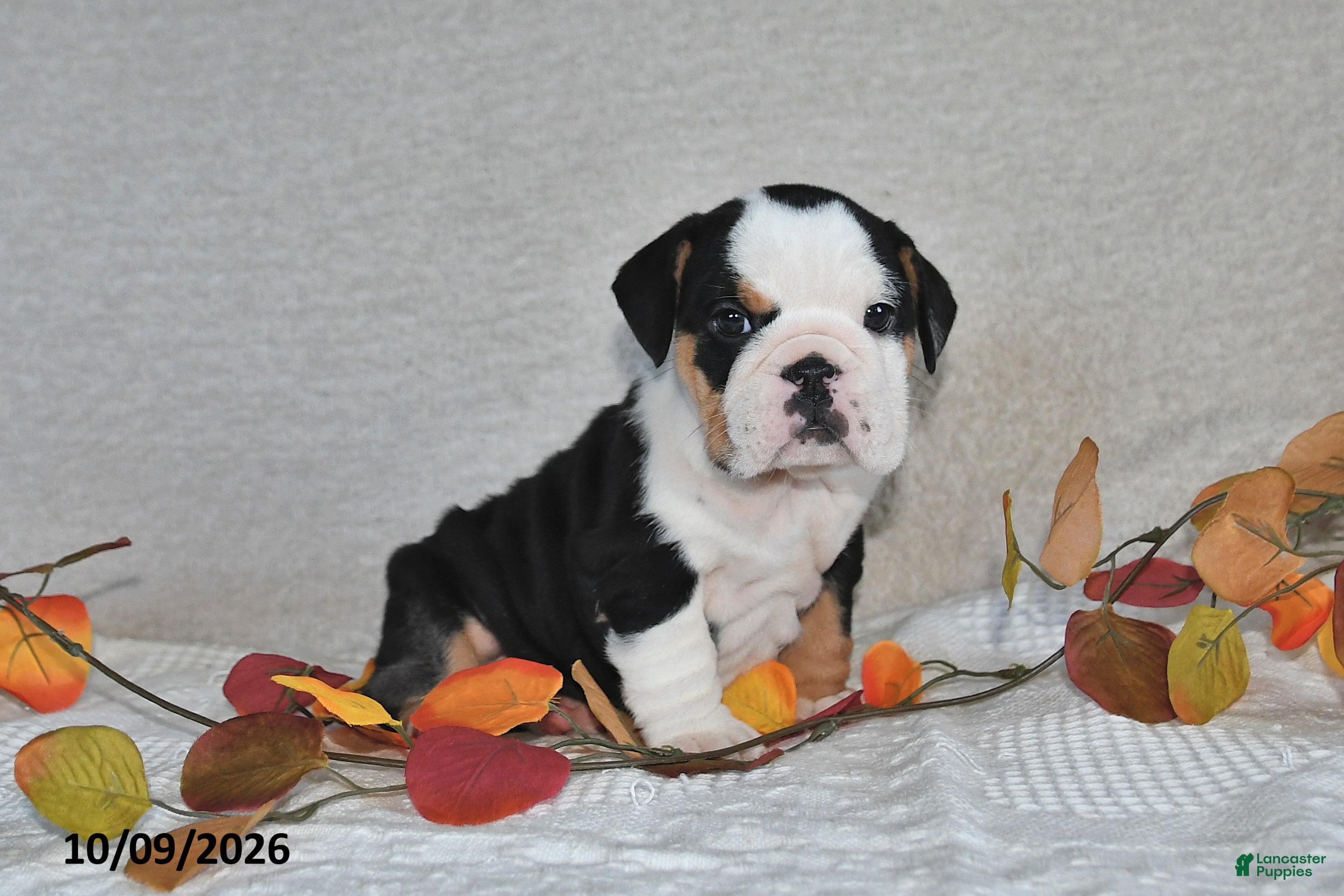 Beabull dogs Rita - Ad 1