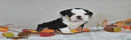 Beabull dogs for sale: Rita - Ad 1