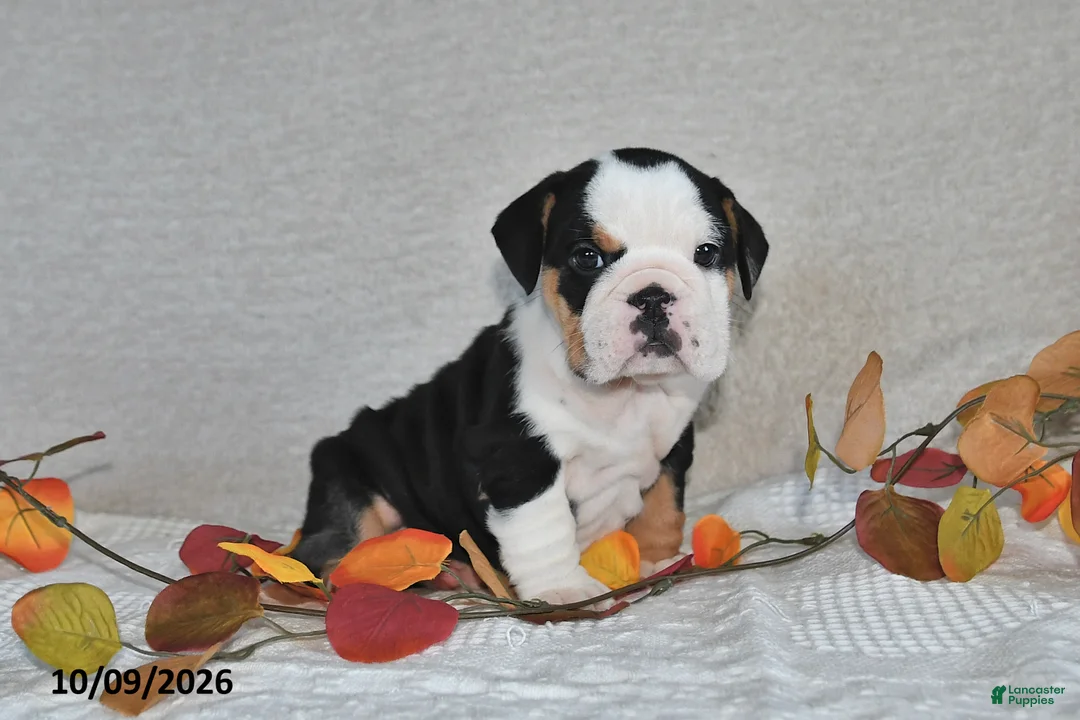 Beabull dogs for sale: Rita - Ad 1