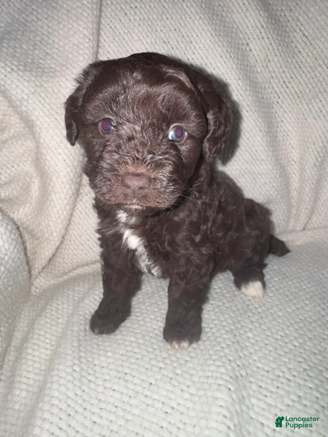 Mini Aussiedoodle dogs for sale: Mini Aussiedoodle Puppy 4 - Ad 2