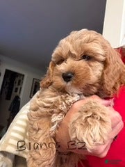 Cockapoo dogs Bianca B1 - Ad 3
