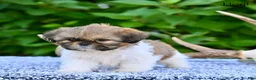 Shih Tzu dogs for sale: Hoyt - Ad 4