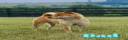 Shiba Inu dogs for sale: Whiskey - Ad 8