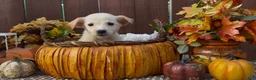 Labrador Retriever dogs for sale: Labrador Retriever 3 - Ad 4
