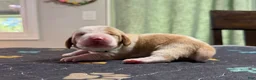 Basset Hound dogs for sale: Fernando- green - Ad 5