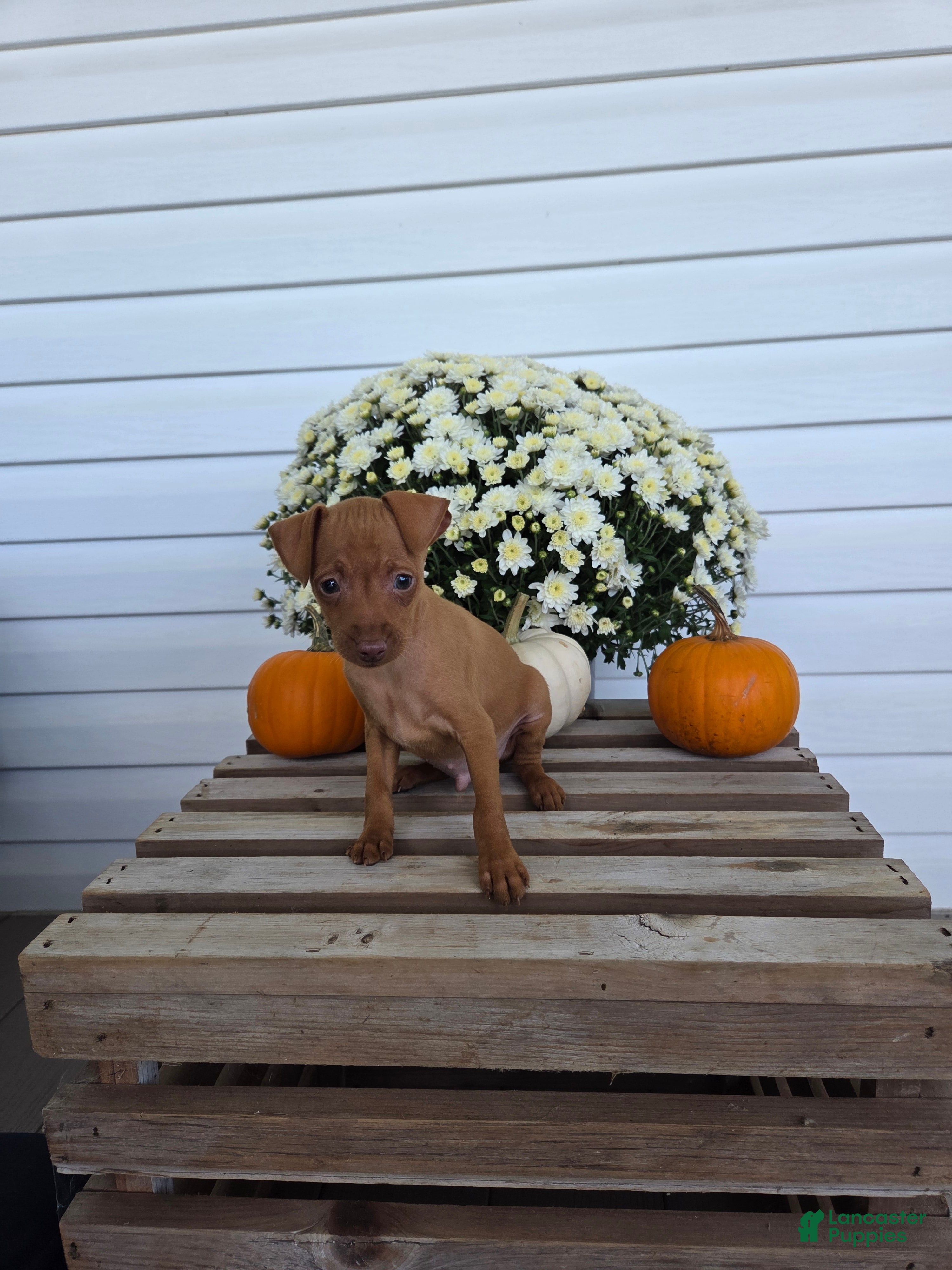 Miniature Pinscher dogs Lonnie - Ad 1