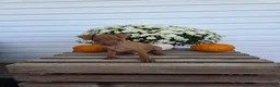 Miniature Pinscher dogs for sale: Lonnie - Ad 1