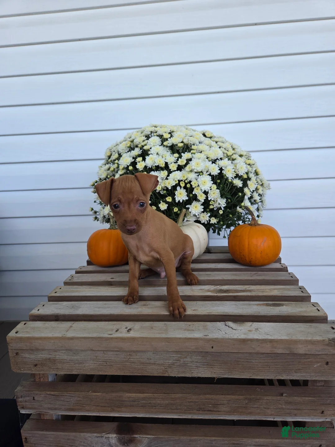 Miniature Pinscher dogs for sale: Lonnie - Ad 1